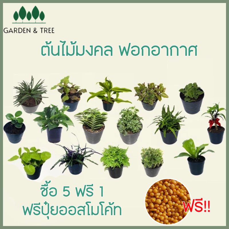 ต้นไม้จิ๋ว ต้นไม้มงคลราคา 20 บาท ซื้อ 5 แถม 1🪴สั่งขั้นต่ำ 2 ต้นนะคะ ชุดที่2
