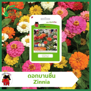 ดอกบานชื่น จรัญญา มิกซ์ Zinnia Jaranya Mix ตรากบดำกบแดง ดอกดก ทนร้อน ทรงพุ่มสมําเสมอ