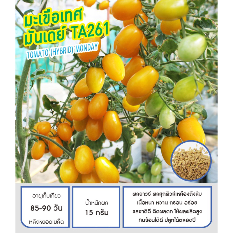 มะเขือเทศ เชอรี่มันเดย์  (ประมาณ 50 เมล็ด) อายุ 2/71