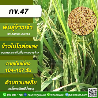 พันธุ์​ข้าวปลูก ข้าวเจ้า​ กข 47 ข้าวนาปี ข้าวนาปรัง รวงยาว ต้านทานเพลี้ยกระโดดสีน้ำตาล บรรจุ 25 กิโลกรัม คูลเกษตร KR13