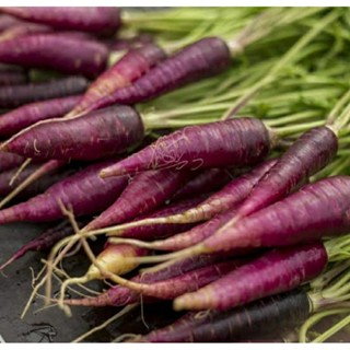 เมล็ดพันธุ์แครอทม่วง คอสมิค เพอร์เพิล (Cosmic Purple Carrot Seed) บรรจุ 100  เมล็ด ของแท้ คุณภาพดี นำเข้าจากต่างประเทศ