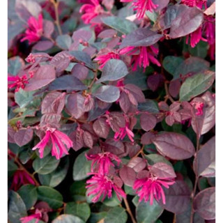 ต้นหงส์ฟู่ (Chinese Fringe Flower) Patsorntree