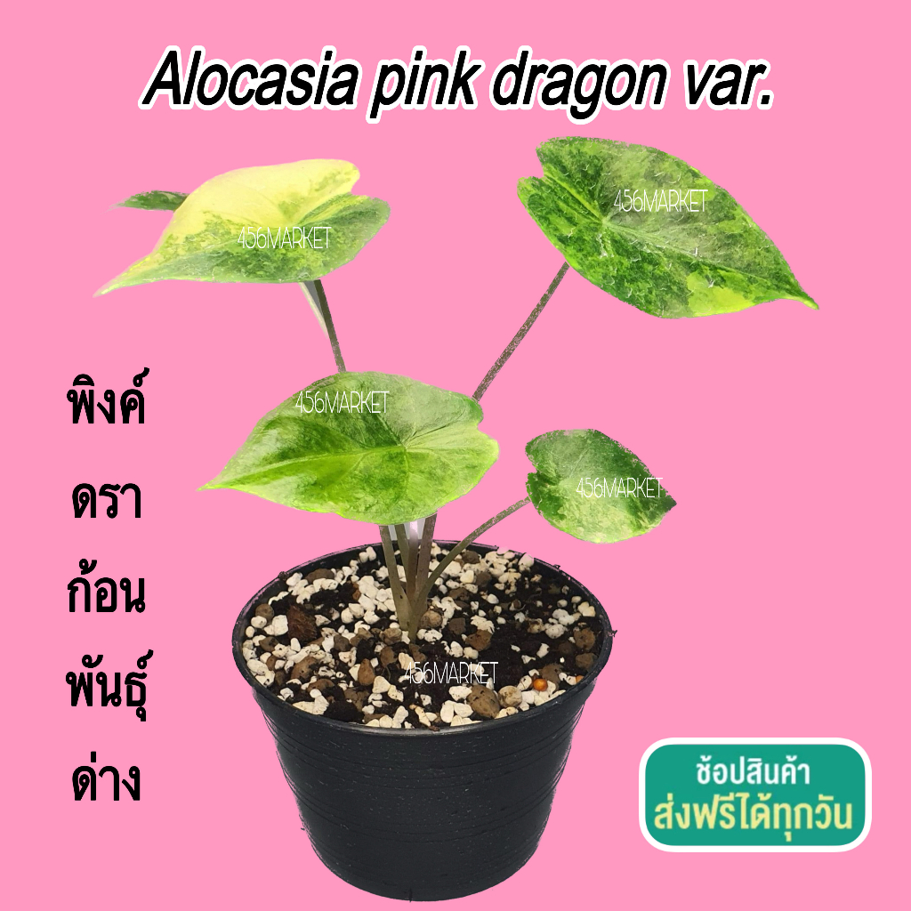 เข้าใหม่!!! พิ้งดราก้อน พันธุ์ด่าง (Alocasia pink dragon var.) มังกร สีชมพู