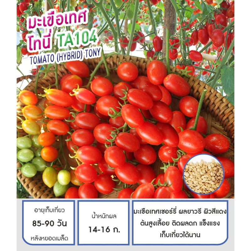มะเขือเทศ เชอรี่ พันธุ์ โทนี่ กินสด (ประมาณ 50 เมล็ด) เพื่อนเกษตร