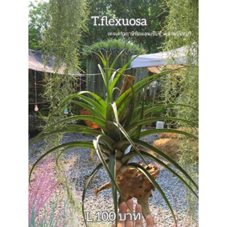 Tillandsia flexuosa S M L