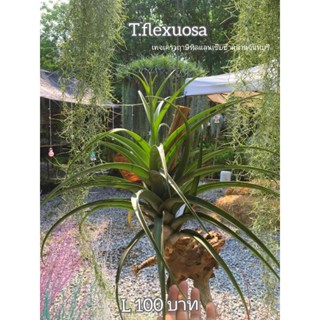 Tillandsia flexuosa S M L