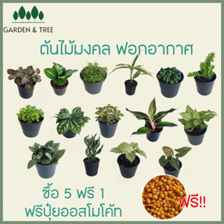 แหล่งขายและราคาต้นไม้จิ๋ว ต้นไม้มงคลราคา 20 บาท ซื้อ 5 แถม 1🪴สั่งขั้นต่ำ 2 ต้นนะคะ ชุดที่1อาจถูกใจคุณ