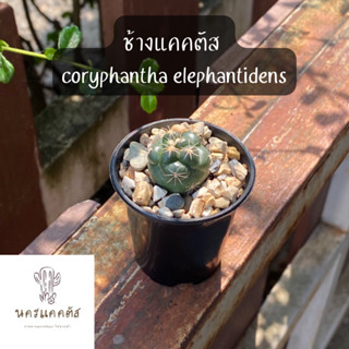 ช้าง Coryphantha Elephantidens แคคตัส กระบองเพชร ช้างกระบองเพรช