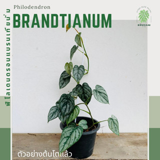 ฟิโล แบรนเทียนั่ม | Philodendron Brandtianum | ฟิโลเดนดรอน แบรนเทียนั่ม