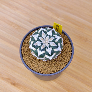 Astrophytum Asterias “V” Type - แอสโตรไฟตัม แอสทีเรียส วี ไทป์