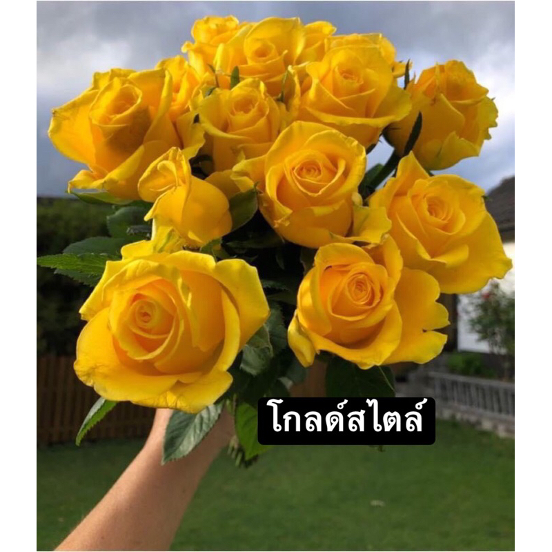 กุหลาบ-”โกลด์สไตล์“  สีเหลืองเข้ม บานทน
