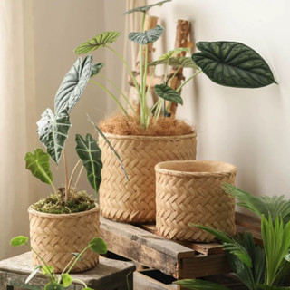 [ลด15% โค้ด"2ZNSQW”] Plant Pot : กระถางปูน กระถางต้นไม้  กระถางมินิมอล กระถาง กระถางนำเข้า