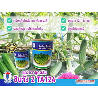 เมล็ดแตงกวา TA124 ผลสีเขียวเข้ม ความยาวผล 12-14 ซม. น้ำหนักผล 80-110 กรัม โตเร็ว ผลผลิตสูง แตกกิ่งแขนงดี ทนโรค ปลูกได้ตล