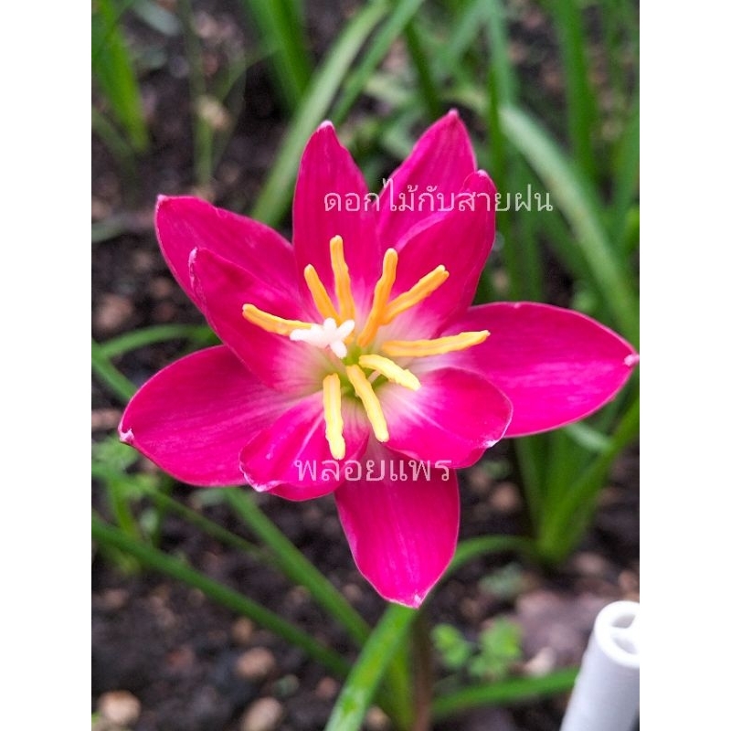 บัวดินพลอยแพร ดอกมาบ่อยสีสวยชุดละ5หัว100