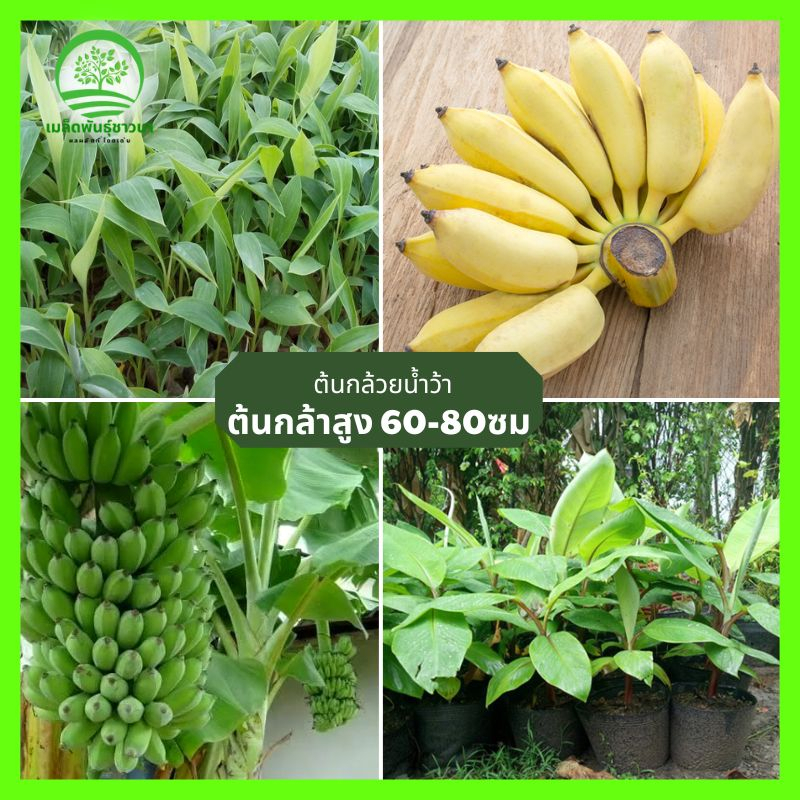 ต้นกล้วยน้ำว้าที่มีใบเหลืองสุกฉ่ำน้ำ