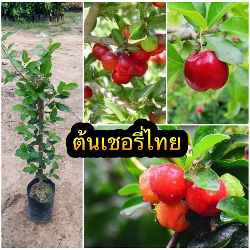 ต้นเชอรี่ดอยหรือเชอรี่หวาน ปลูกไม่นานก็ติดผล สูง 60-80 ซม. ผลสวยกลมสีแดงรสชาติหวานมีวิตามินมาก ทานสดได้ เสียหายเครมฟรี