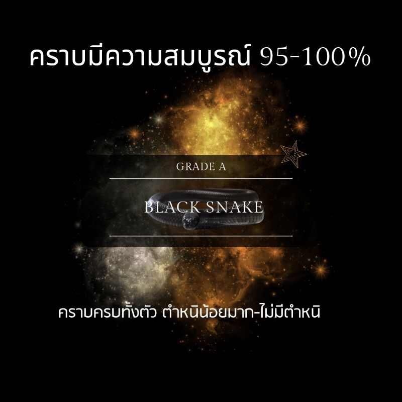 คราบงูดำ Maxican black king snake(MBK)