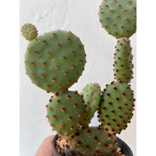 🌵🌵☀️Opuntia microdasys หรือ หูมิ๊กกี้เมาท์