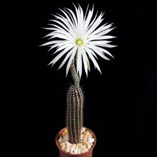 ดินสอดำ Setiechinopsis mirabilis ดอกสีขาว กลิ่นหอม สามารถติดฝักและเมล็ดได้เอง