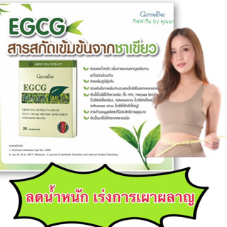 ชาเขียวลดน้ำหนัก สารสกัดจากชาเขียว กิฟฟารีน ลดน้ำหนัก เร่งเผาผลาญไขมัน  EGCGกิฟฟารีน