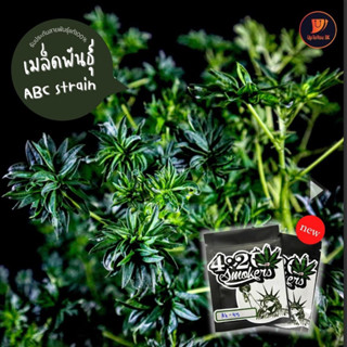 เมล็ดพันธุ์กัญชาใบแปลก The ABC strain (1เมล็ด) สายพันธุ์ออสเตรเลีย Ruderalis