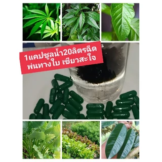💥50เม็ด159🌾50เม็ด159🌱เขียวนาโนแคปซูลพืช🌿50เม็ด159.-🌿ราคาส่งจากโรงงาน🌾🌱💥