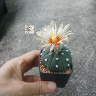 ต้นกระบองเพชรแอสโตร กระบองเพชรไร้หนาม กระบองเพชรมันสมอง Astrophytum กระถาง 2.5" ลำต้นใหญ่กลม มีลายจุดขาว ดอกสีขาวโอรส