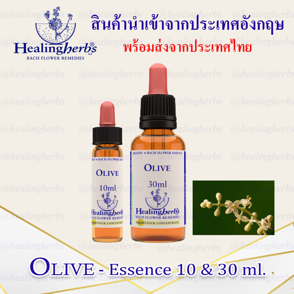 (Olive) Bach Flower Essence (droppler) ขนาด 10 ml. หรือ 30 ml. ของแท้ 100% ***พร้อมส่งในไทย***