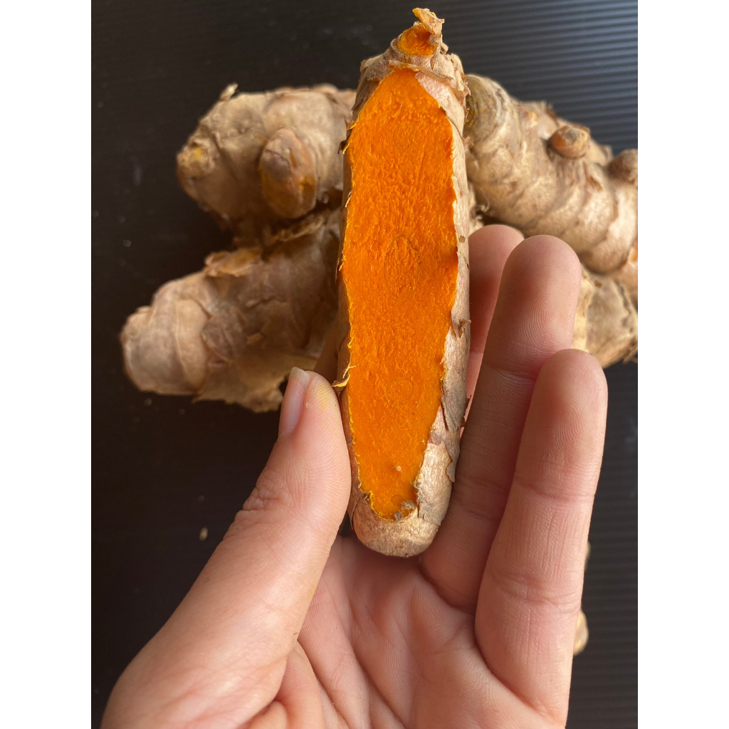 ขมิ้นแดงสยาม แบบหัวสามารถรับประทาน หรือเพาะปลูกได้ กิโลกรัมละ  79 บาท