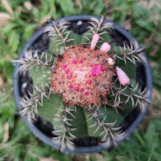 แคคตัส กระบองเพชร เมโลแคระ (Melocactus matanzanus) ต้นเล็ก