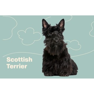 ตุ๊กตาสก็อตติช เทอร์เรีย Scottish Terrier