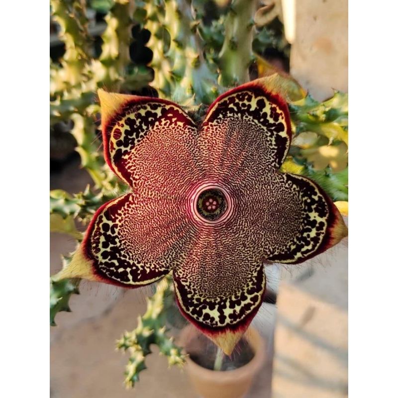 เก๋งจีนพรมเปอร์เซีย Edithcolea Grandis ต้นเล็กและกิ่งตัดสด แคคตัส กระบองเพชร cactus&succulent