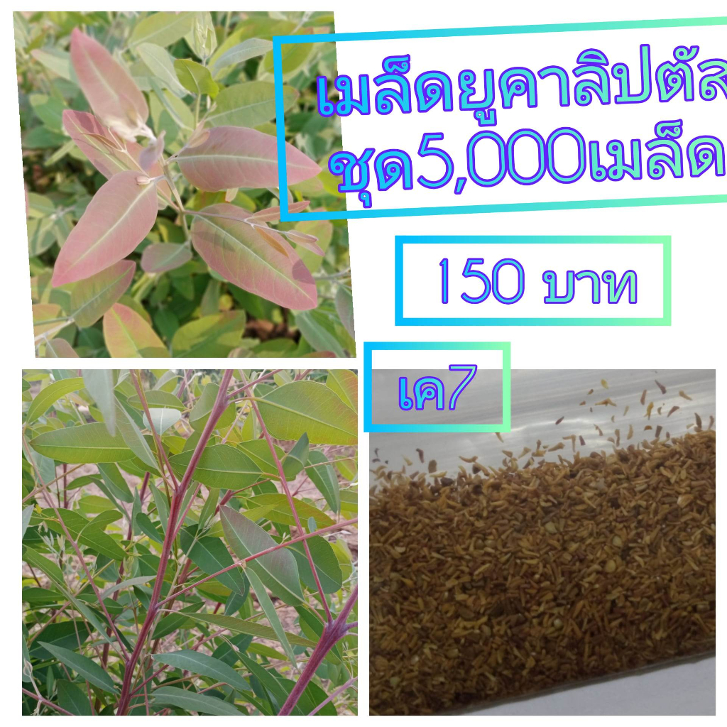 ้เมล็ดยูคาลิปตัส5000 เมล็ด150 บาทสายพันธุ์ เค7