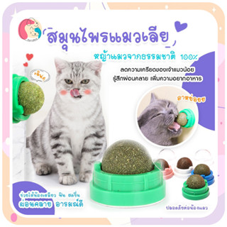 🐱 พร้อมส่ง กัญชาแมว แคทนิปบอล แมว แปะกำแพง catnip ball แมวเลีย บอลแมว ขนมแมว สมุนไพรแมว เก็บปลายทาง