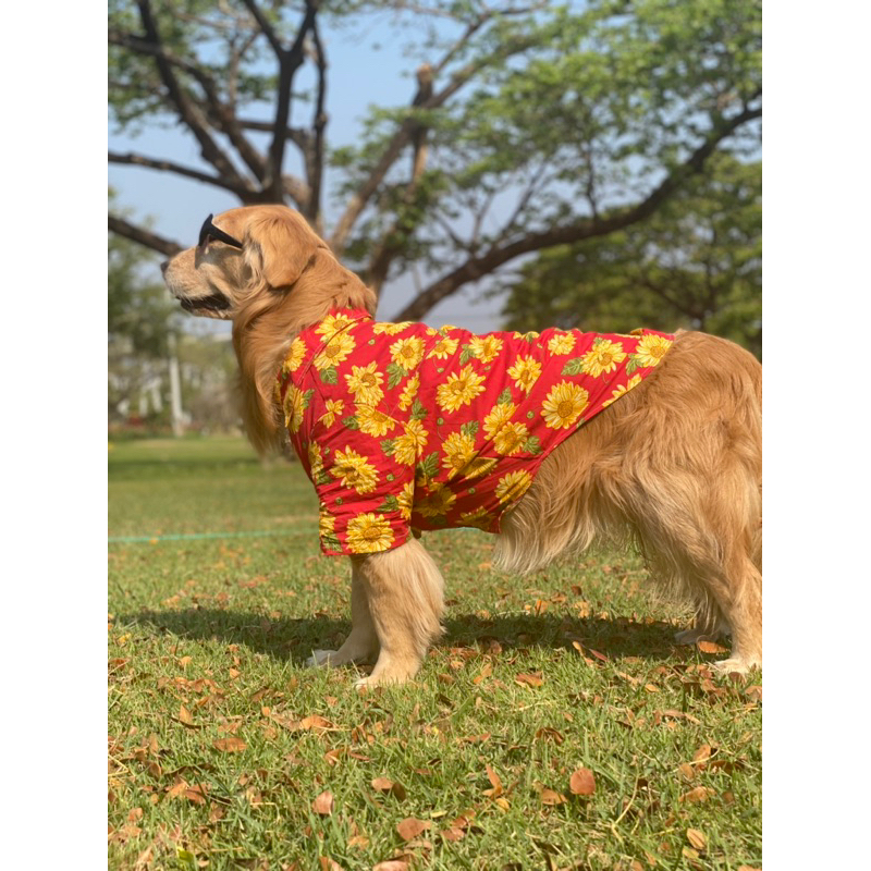 สินค้าใหม่ เสื้อเชิ้ต cotton 100% เสื้อสุนัขขนาดใหญ่ สงกรานต์ ใส่เที่ยว สุนัขหนัก15-40กก.