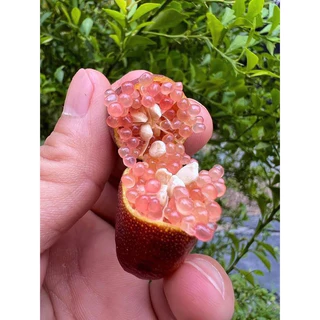 ต้นมะนาวคาเวียร์ มี 8 สี ต้นพันธุ์ติดตา พร้อมปลูก เสียหายเคลมฟรี