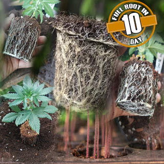 ดินเพาะกล้า เพาะเมล็ด ชำกิ่ง ผสมสำเร็จสูตรพิเศษ (Plant seeding Full Root in 10 day👍)