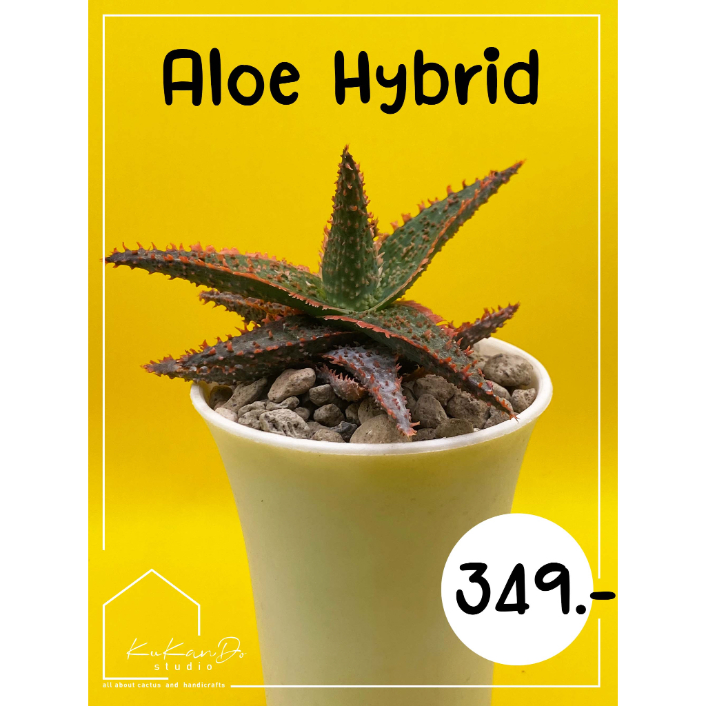 Aloe Hybrid ฟอร์มเล็ก หนามโหด #ไม้สะสม  แคคตัส ไม้อวบน้ำ