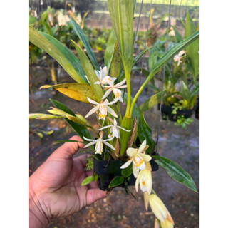 กล้วยไม้เอื้องเทียนสกาวจันทร์ กลิ่นหอม (Coelogyne nitida) หายากครับมี100ไม้เท่านั้น