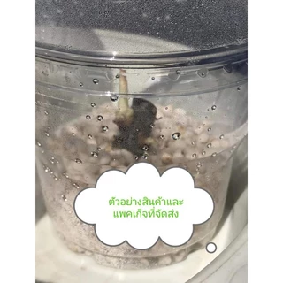 🥀เขี้ยวตาเสน่ห์จันทร์บุษราคัมฟูลมิ้น จัดส่งพร้อมอุปกรณ์การอบสินค้าแบ่งจากต้นแม่100%