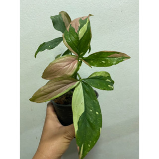 เงินไหลมาสามสี ไตรคัลเลอร์ เงินไหลมา ด่างสวย กระถาง 4 นิ้ว จัดส่งพร้อมกระถาง