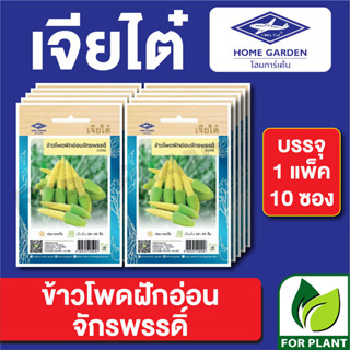 เมล็ดพันธุ์ ผักซอง ข้าวโพดฝักอ่อนจักรพรรดิ์ ตราเจียไต๋ บรรจุแพ็คล่ะ 10 ซอง ราคา 70 บาท