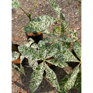 ศุภโชคด่าง  Money tree หรือ Pachira aquaticaต้นศุภโชคด่าง (Pachira aquatica variegated)