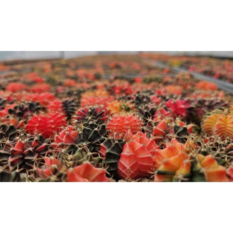 🔥Gymno ยิมโนด่าง 5 บาท 🔥ไม้เมล็ด ขนาด 2.5 - 10+ ซม❗สั่งขั้นต่ำ 10 ต้น