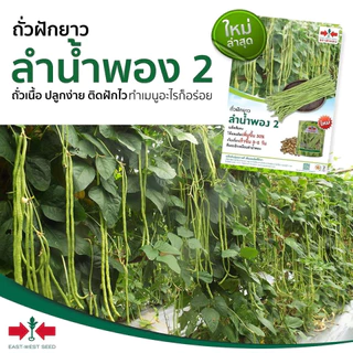 ถั่วฝักยาว ลำน้ำพอง 2 ศรแดง 100เมล็ด เมล็ดพันธุ์ถั่วฝักยาว