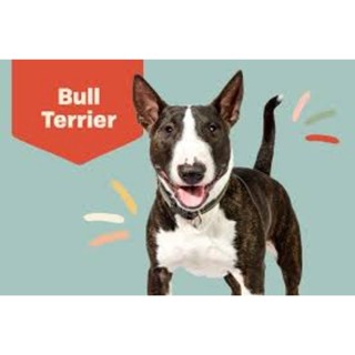 ตุ๊กตาน้องบลูเทอเรีย Bull Terrier