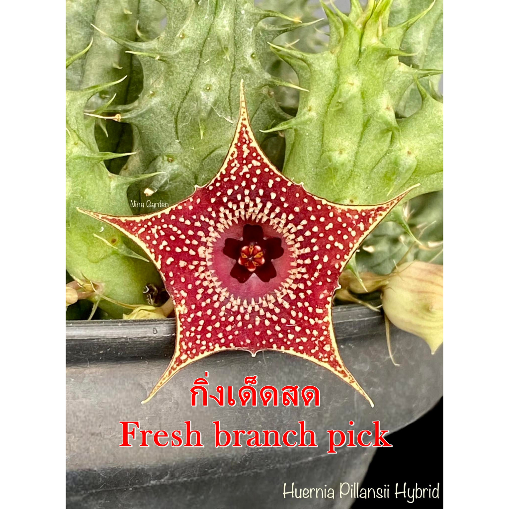 #เก๋งจีน #แคคตัส #ไม้อวบน้ำ #NinaGardenเชียงใหม่ #HuerniaPillansiiHybrid