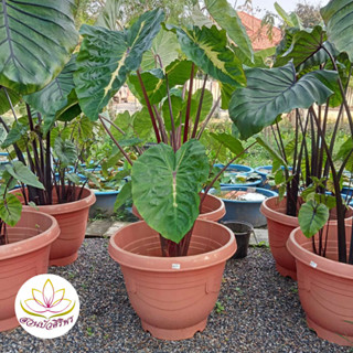 โคโลคาเซีย ไวท์ลาวา Colocasia White Lava