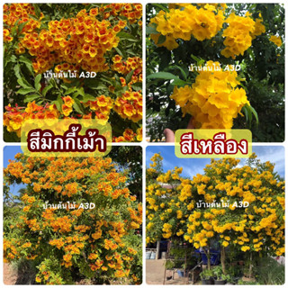 ต้นทองอุไร สีมิกกี้เม้า สีเหลือง (กระถาง 5-6 นิ้ว)