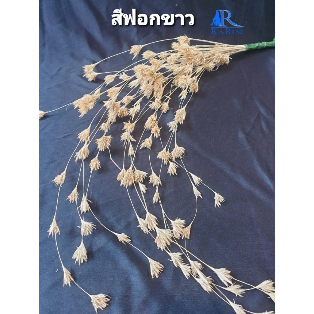 Rarin ดอกไผ่ห้วยลึก สไตล์มินิมอล ( สีฟอกขาว ) ดอกไม้เมืองหนาว สำหรับตกแต่บ้าน เป็นพร๊อพถ่ายรูป